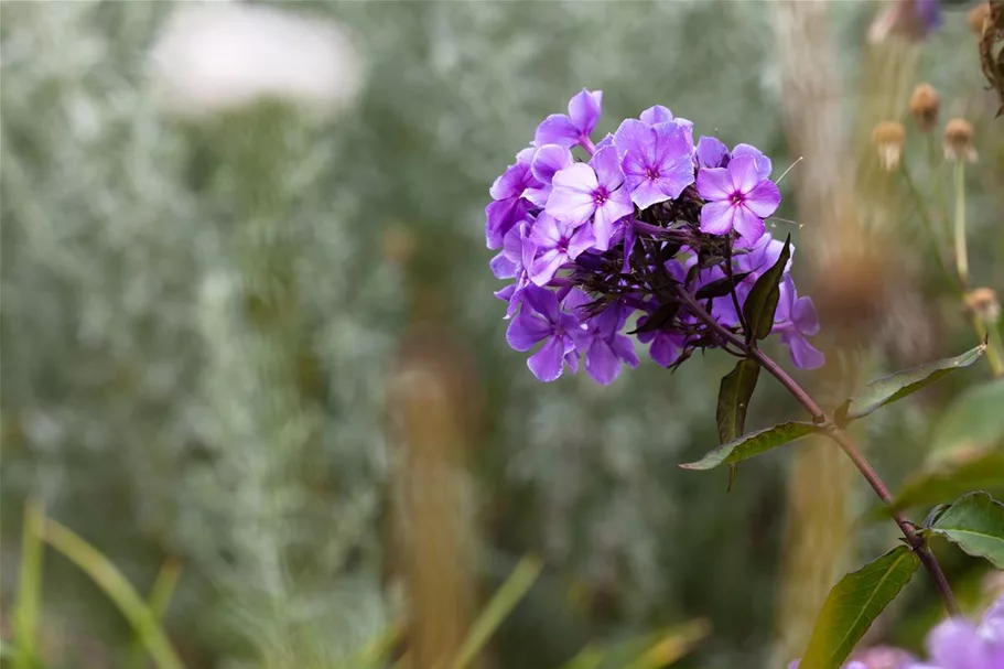 Hohe Flammenblume 'Blue Paradise' 1 Liter Topf