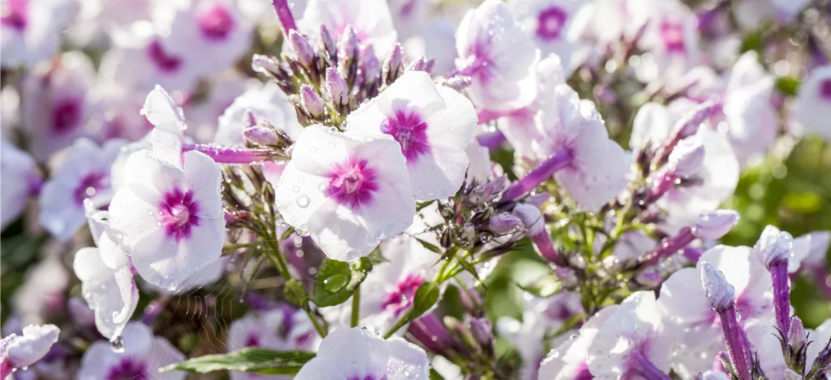 Phlox paniculata 'Adessa Rose Eye' -R- 1 Liter Topf 