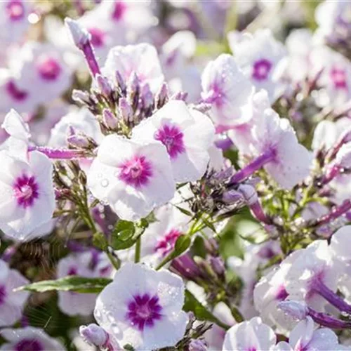 Phlox paniculata 'Adessa Rose Eye' -R-