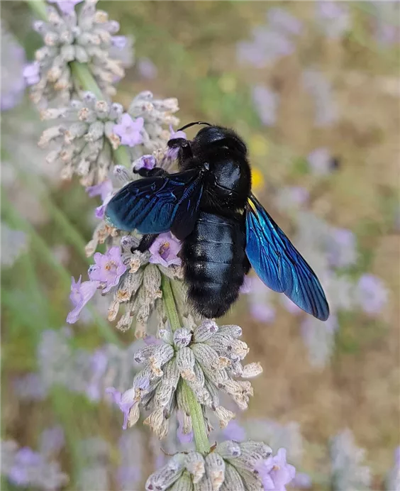 Wildbiene des Jahres 2024! BLAUSCHWARZE HOLZBIENE (Xylocopa violacea)