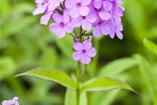 Hohe Flammenblume 'Hesperis' 1 Liter Topf