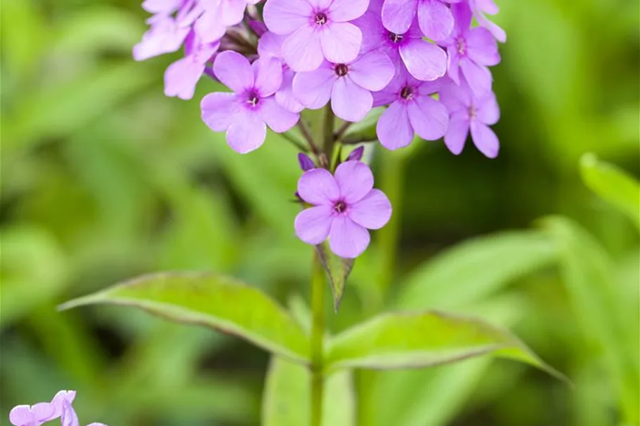 Hohe Flammenblume 'Hesperis' 1 Liter Topf