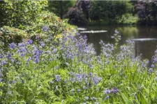 Blaublühende Jakobsleiter 1 Liter Topf