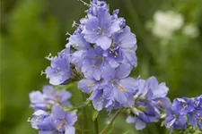 Blaublühende Jakobsleiter 1 Liter Topf