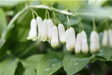 Zweiblütiges Salomonssiegel 1 Liter Topf