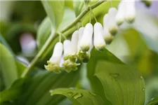 Zweiblütiges Salomonssiegel 1 Liter Topf