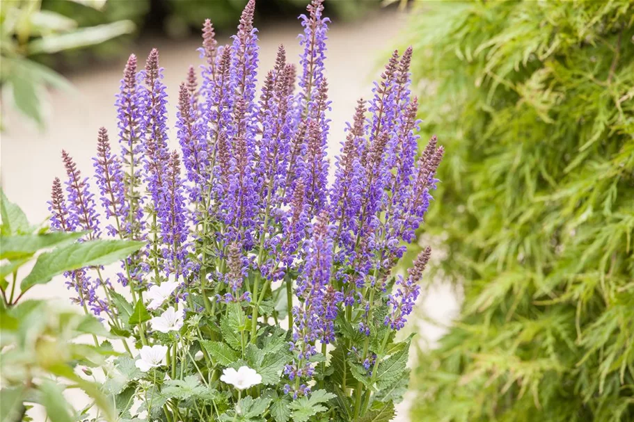 Salvia nemorosa 'Sen. Medium Deep Rose' -R- 9 x 9 cm Topf 0,5 Liter 