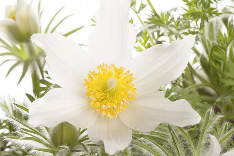 Weißblühende Kuhschelle 'Alba' 1 Liter Topf