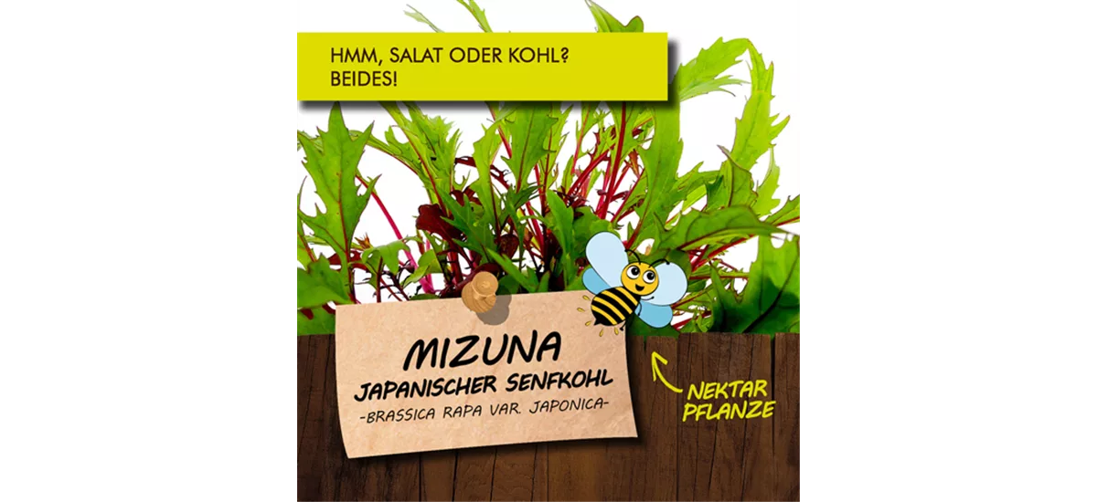 Bio Mizuna 12 cm Topf