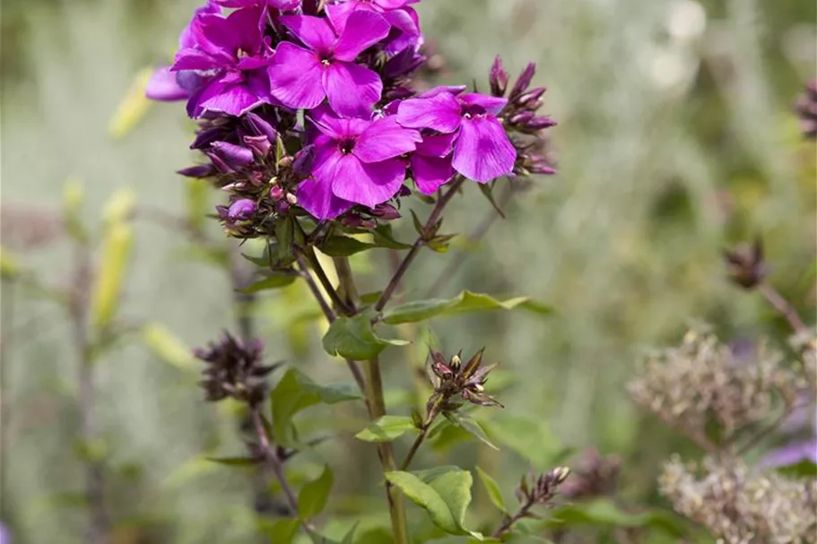 Hohe Flammenblume 'Starfire' 1 Liter Topf