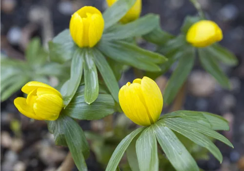 Winterlinge – erste Farbtupfer im winterlichen Garten