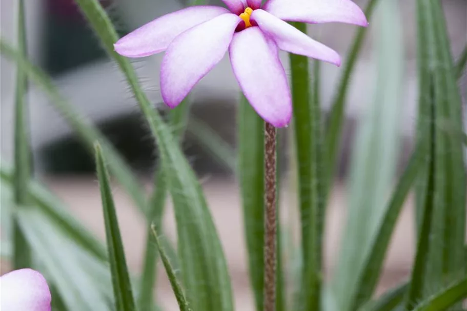 Rhodohypoxis baurii 'Tetra Red' 9 x 9 cm Topf 0,5 Liter 