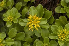 Reichblühendes Teppich-Sedum 'Weihenstephaner Gold' 9 x 9 cm Topf 0,5 Liter