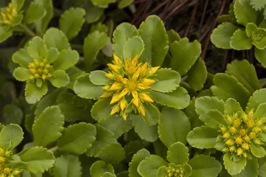 Reichblühendes Teppich-Sedum 'Weihenstephaner Gold' 9 x 9 cm Topf 0,5 Liter