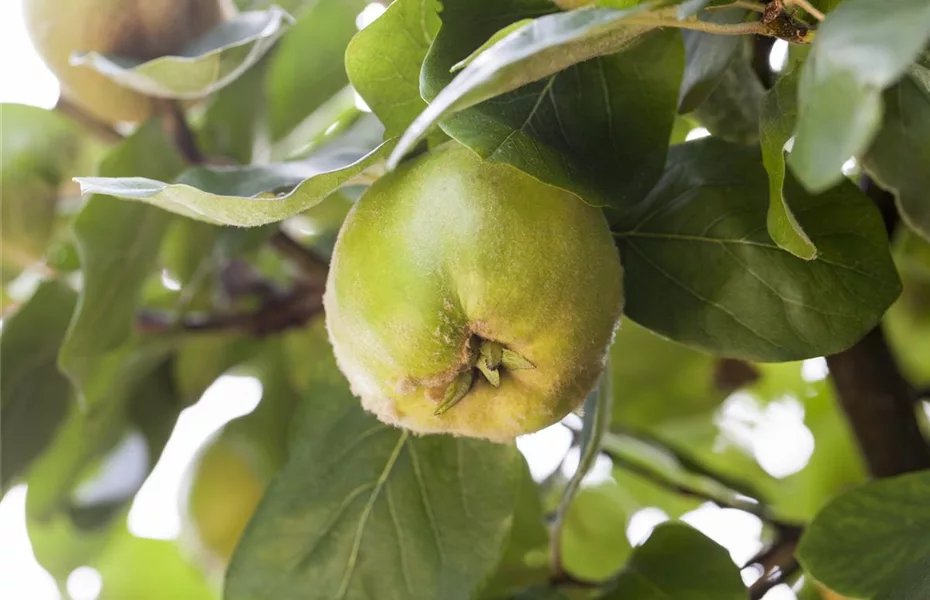 Die Streuobstwiese – Gesundheit zum Selberpflücken