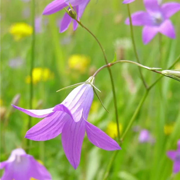 Heimische Acker-Glockenblume Heimische Acker-Glockenblume