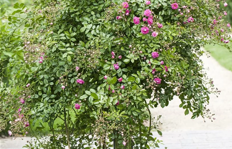 Pflanzzeit & Neubeginn im Garten