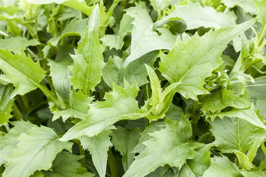 Verwachsenblättrige Becherpflanze 1 Liter Topf