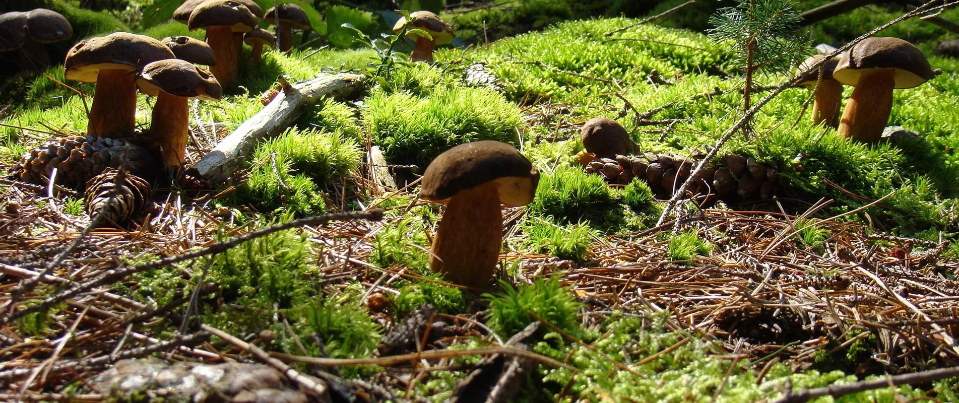 Leckere Pilze aus eigener Anzucht! Leckere Pilze aus eigener Anzucht!