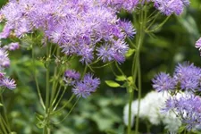 Akeleiblättrige Wiesenraute 1 Liter Topf