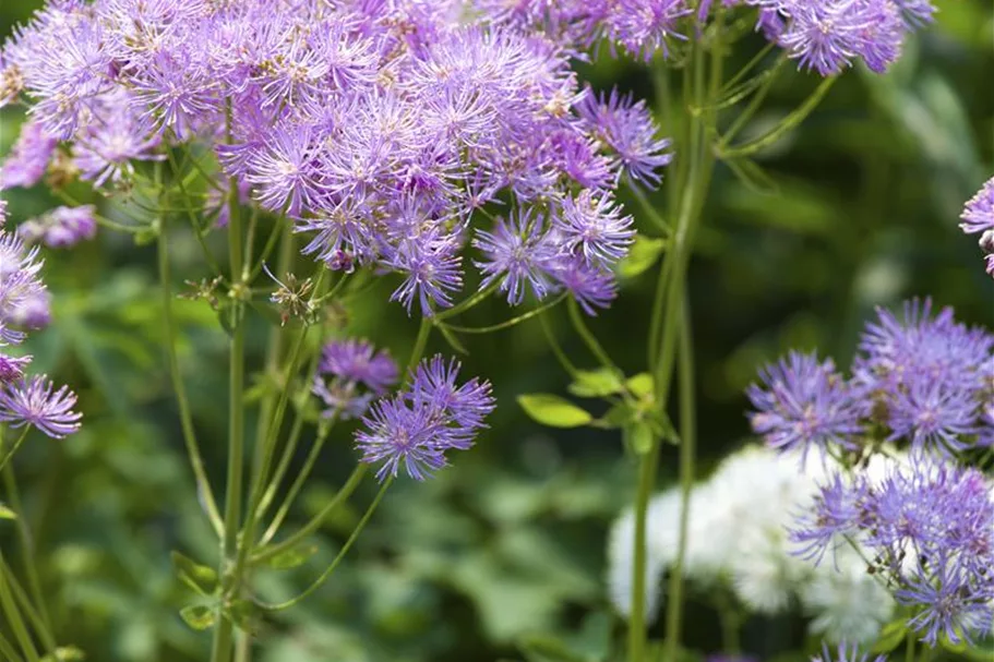 Akeleiblättrige Wiesenraute 1 Liter Topf