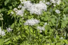 Akeleiblättrige Wiesenraute 1 Liter Topf