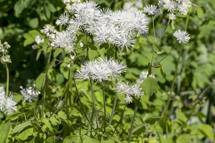 Akeleiblättrige Wiesenraute 1 Liter Topf