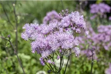 Akeleiblättrige Wiesenraute 1 Liter Topf