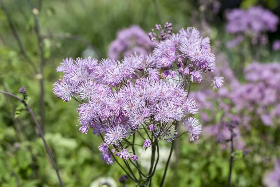 Akeleiblättrige Wiesenraute 1 Liter Topf