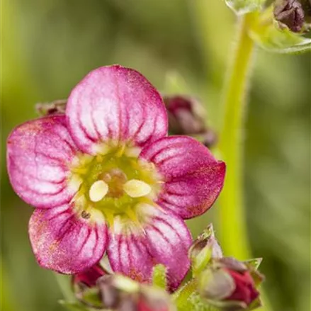 Moos-Steinbrech 'Rosenzwerg'