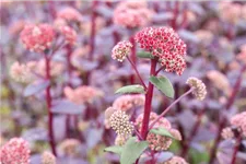 Blaublatt-Fetthenne 'Red Cauli' 9 x 9 cm Topf 0,5 Liter