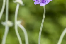 Tauben-Skabiose 'Butterfly Blue' 1 Liter Topf