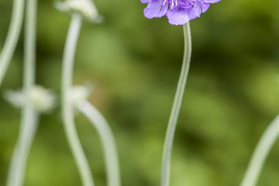 Tauben-Skabiose 'Butterfly Blue' 1 Liter Topf