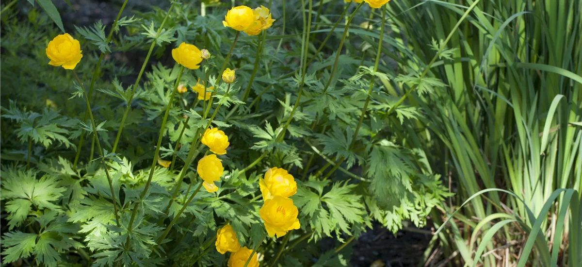 Europäische Trollblume 1 Liter Topf