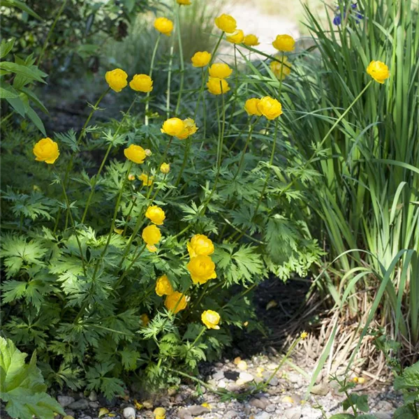 Europäische Trollblume