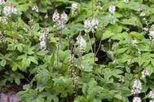 Zipfelblättrige Schaumblüte 'Spring Symphony' 1 Liter Topf