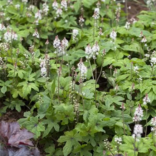 Zipfelblättrige Schaumblüte 'Spring Symphony'