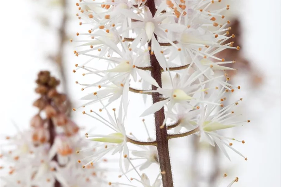 Zipfelblättrige Schaumblüte 'Spring Symphony' 1 Liter Topf