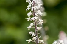 Zipfelblättrige Schaumblüte 'Spring Symphony' 1 Liter Topf