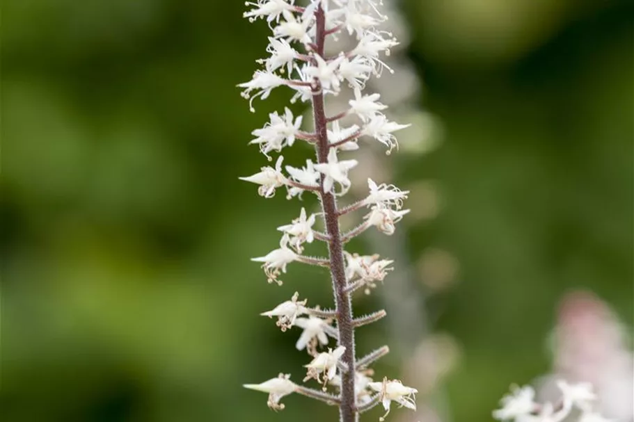 Zipfelblättrige Schaumblüte 'Spring Symphony' 1 Liter Topf