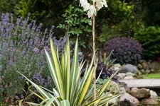 Fädige Goldblatt-Palmlilie 'Color Guard' 3 Liter Topf