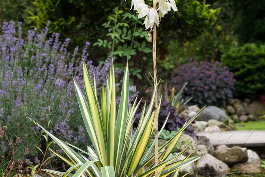 Fädige Goldblatt-Palmlilie 'Color Guard' 3 Liter Topf