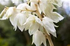 Fädige Goldblatt-Palmlilie 'Color Guard' 3 Liter Topf