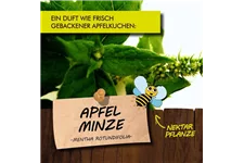 Bio Apfelminze Kräutertopf 12 cm Apfelminze