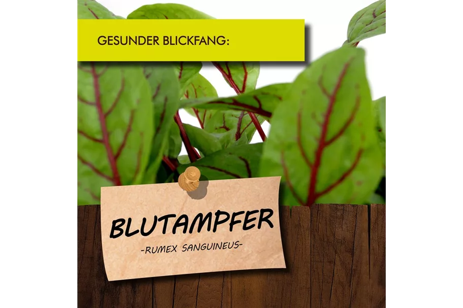 Bio Blutampfer Kräutertopf 12 cm Blutampfer