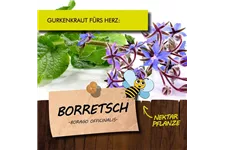 Bio Borretsch Gurkenkraut Kräutertopf 12 cm Borretsch Gurkenkraut