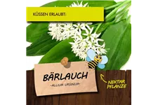 Bio Bärlauch Kräutertopf 12 cm Bärlauch