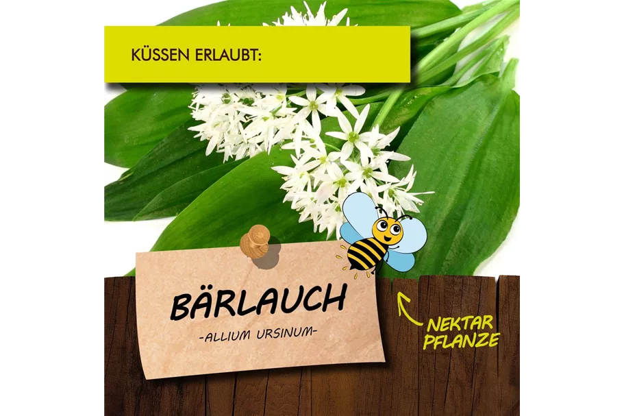 Bio Bärlauch Kräutertopf 12 cm Bärlauch