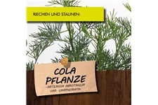 Bio Cola-Pflanze Kräutertopf 12 cm Cola-Pflanze