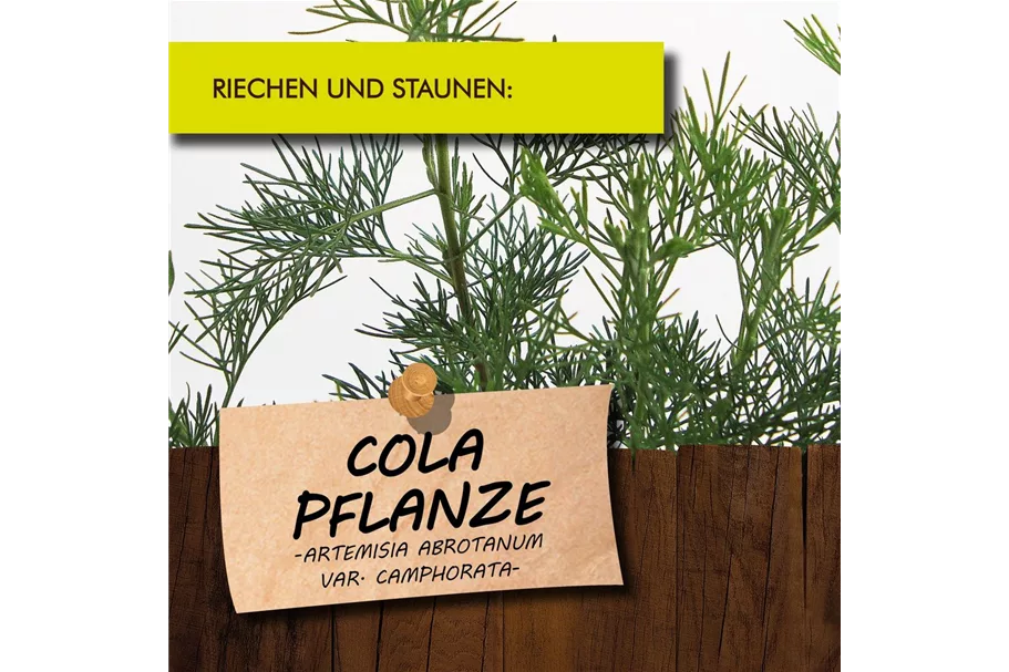 Bio Cola-Pflanze Kräutertopf 12 cm Cola-Pflanze